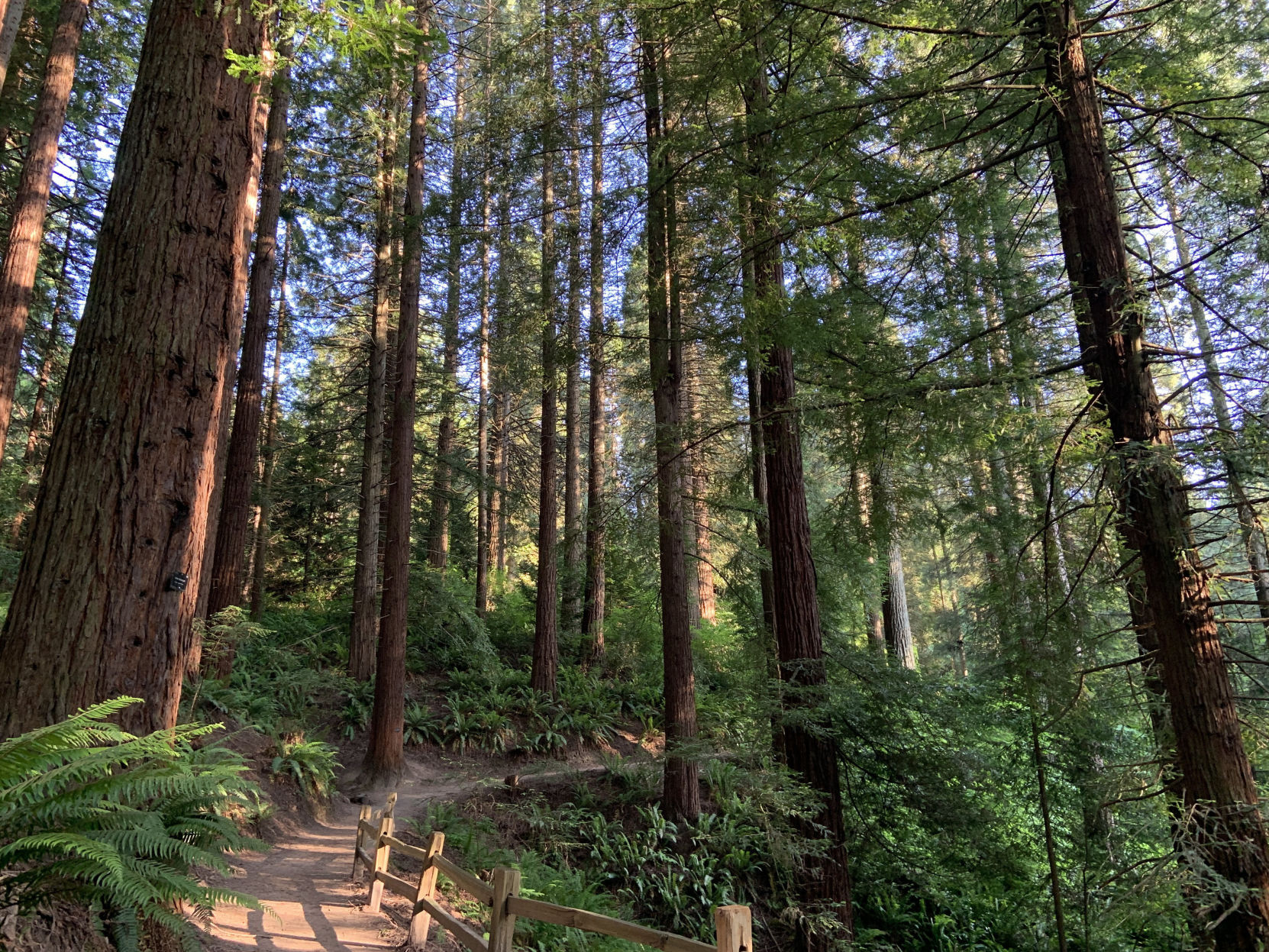 Redwoods in the Hoyt Arboretum in Portland on May 31, 2019.